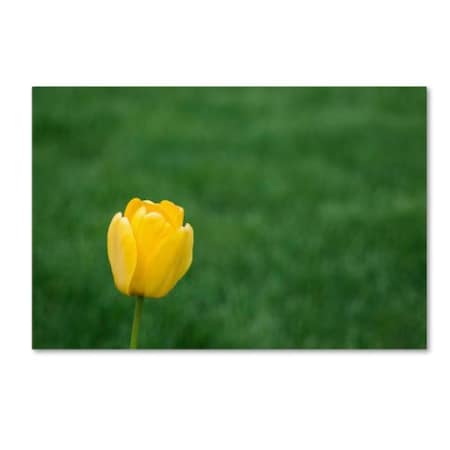 Kurt Shaffer 'A Lone Yellow Tulip 2' Canvas Art,22x32